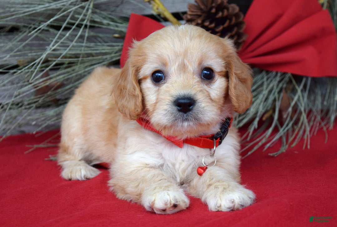 Cavachon dogs for sale: Callie - Ad 9