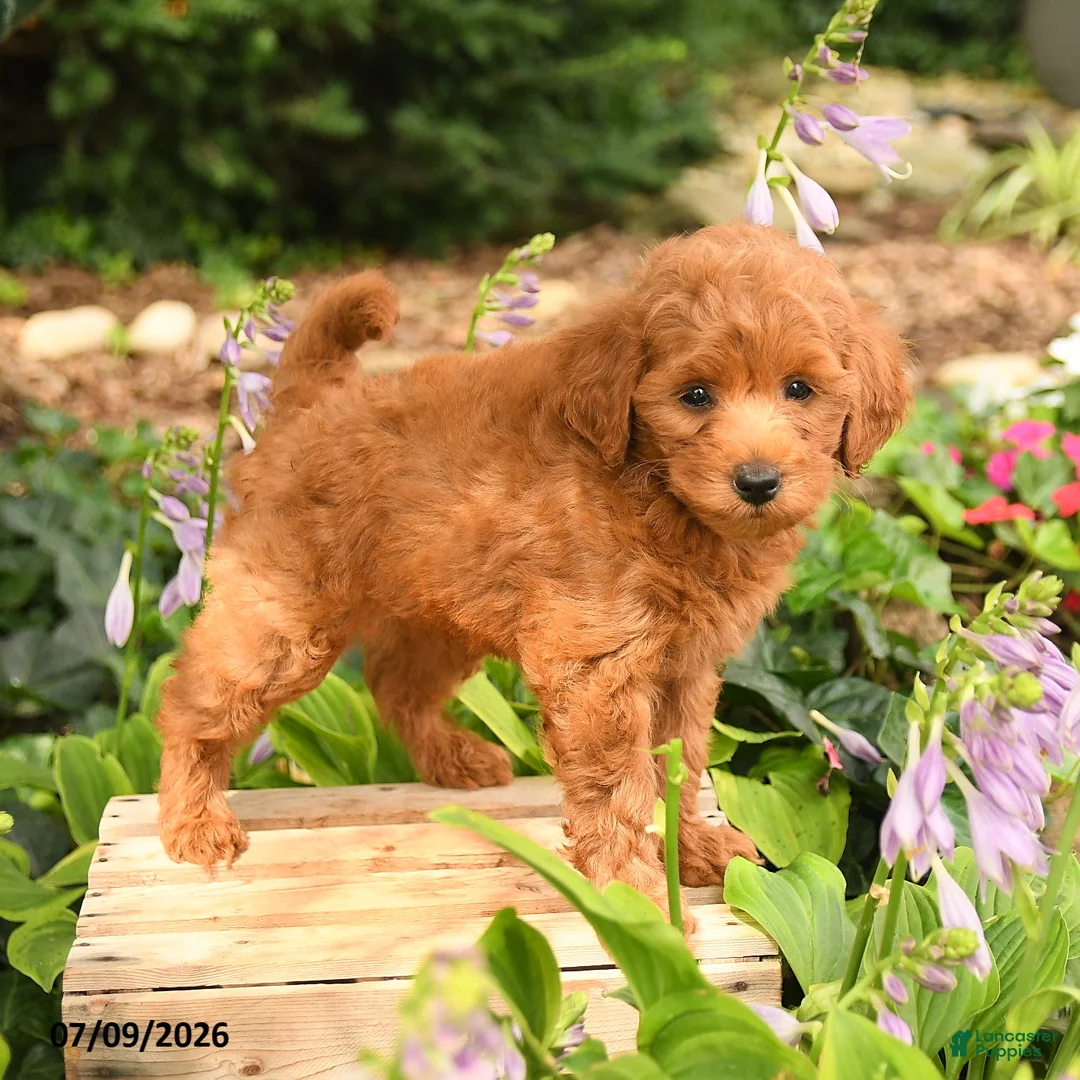 Maltipoo dogs for sale: Jordan - Ad 3