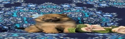 Pomeranian dogs for sale: Breanne - Ad 4