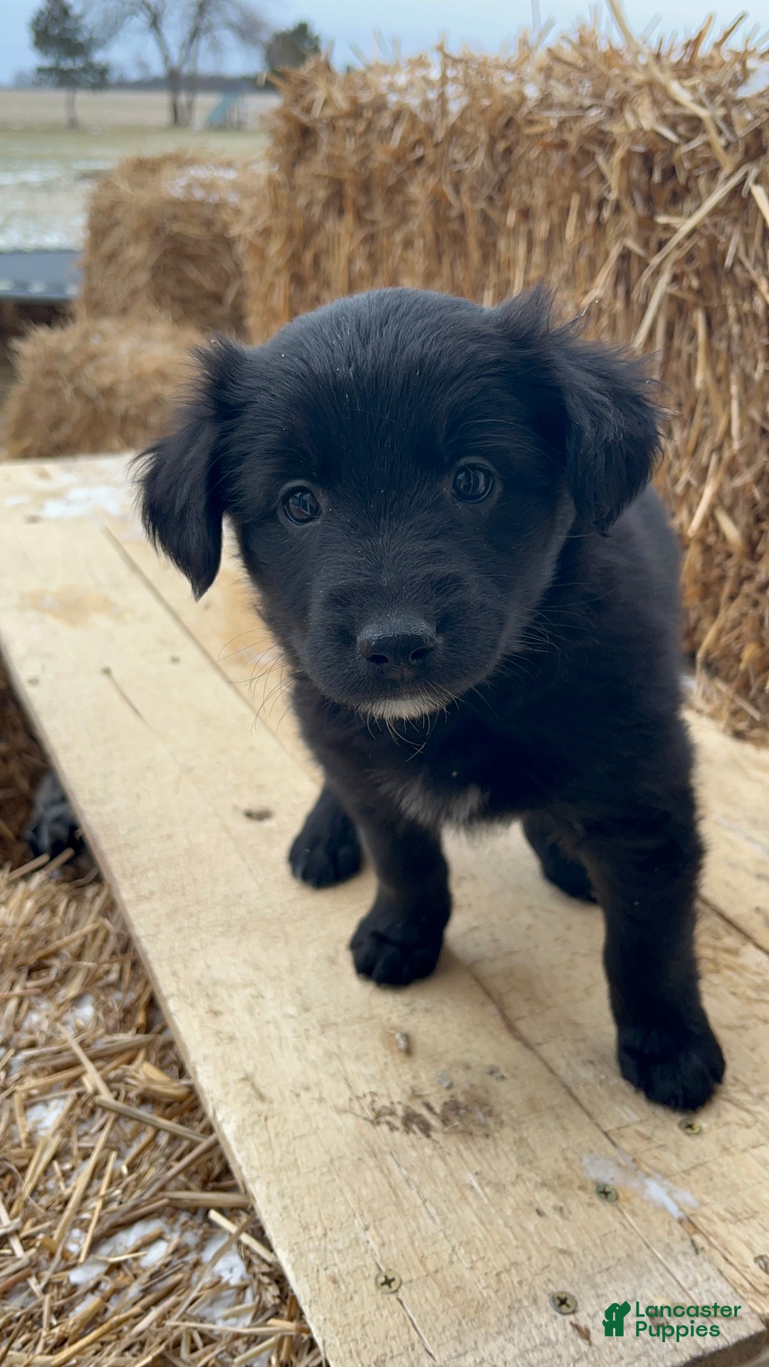 Mixed Breed dogs for sale: Belle - Ad 1