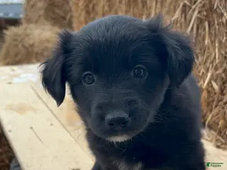 Mixed Breed dogs Belle - Ad 15