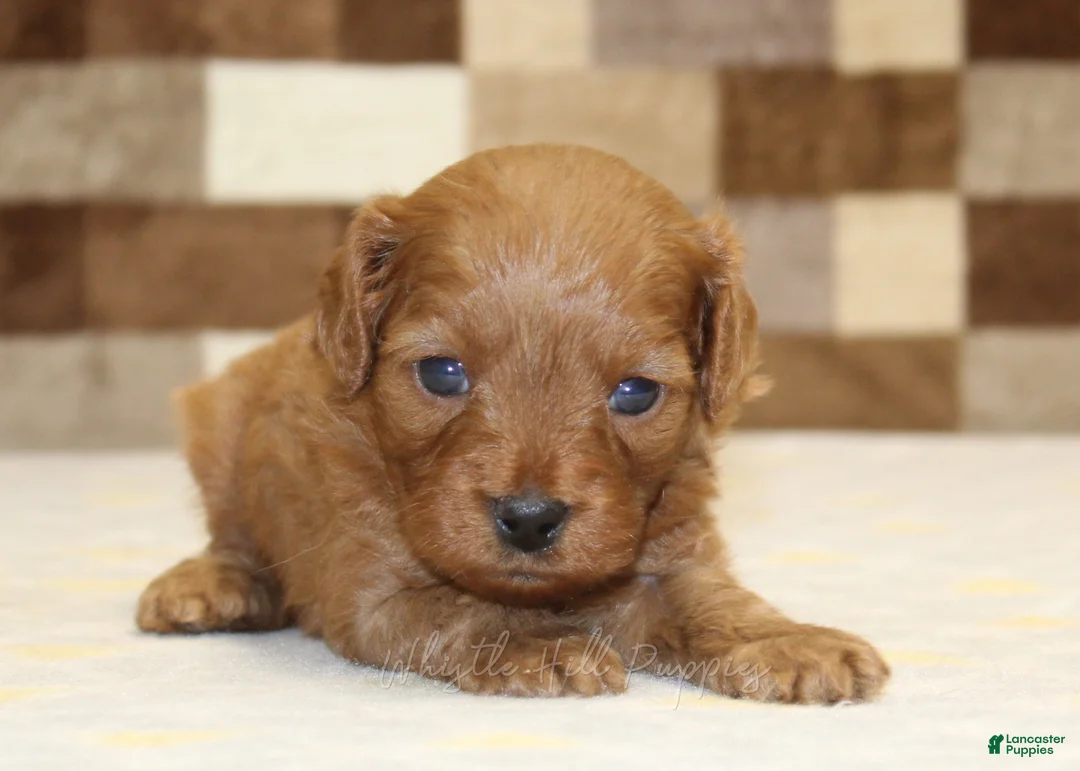 Cavapoo dogs for sale: Dora - Ad 2