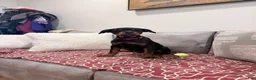 Rottweiler dogs for sale: Dark Pink collar girl - Ad 4