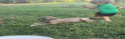 Cane Corso dogs for sale: Cane Corso 1 - Ad 8