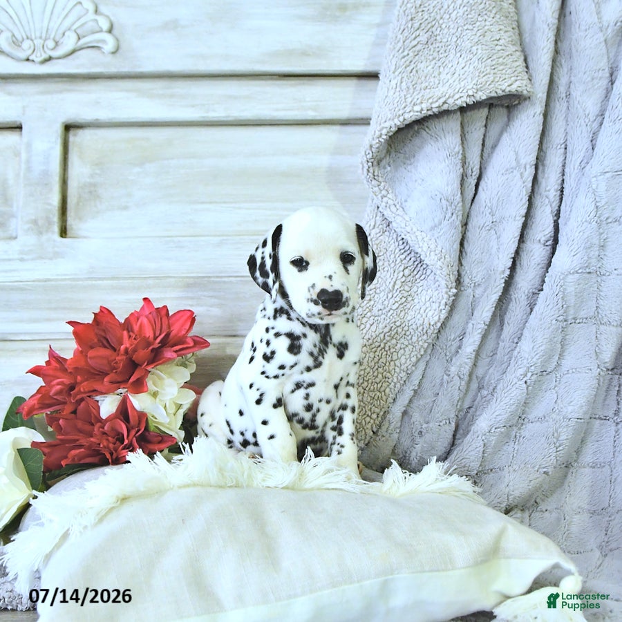 Dalmatian dogs Sage - Ad 2
