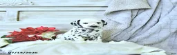 Dalmatian dogs for sale: Sage - Ad 2