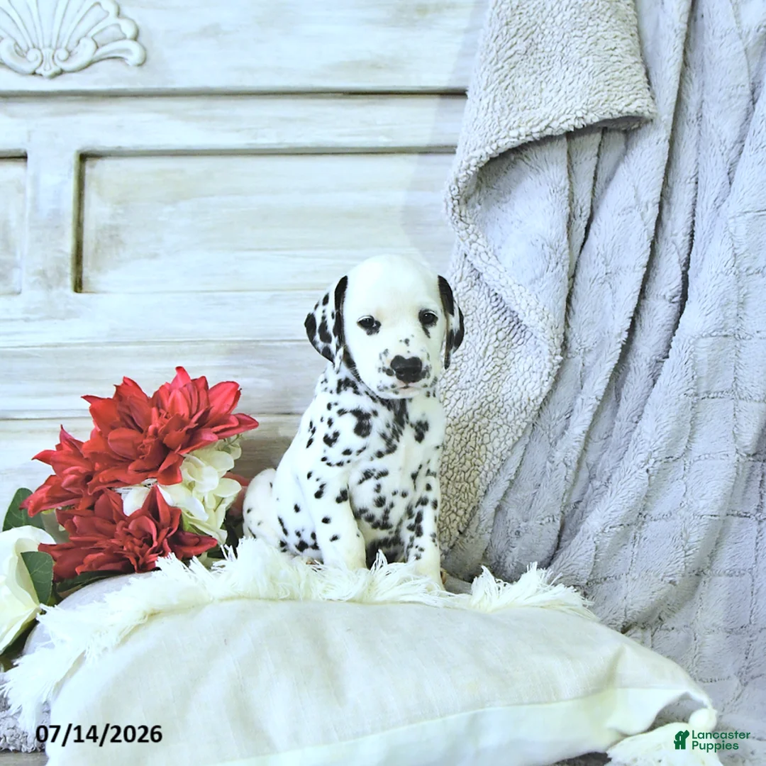 Dalmatian dogs for sale: Sage - Ad 2