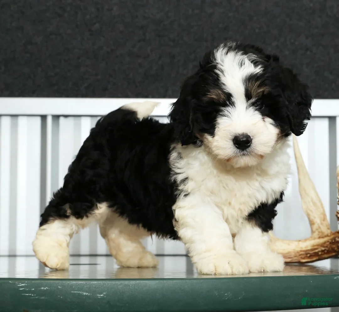 Mini Bernedoodle dogs for sale: Thor - Ad 5