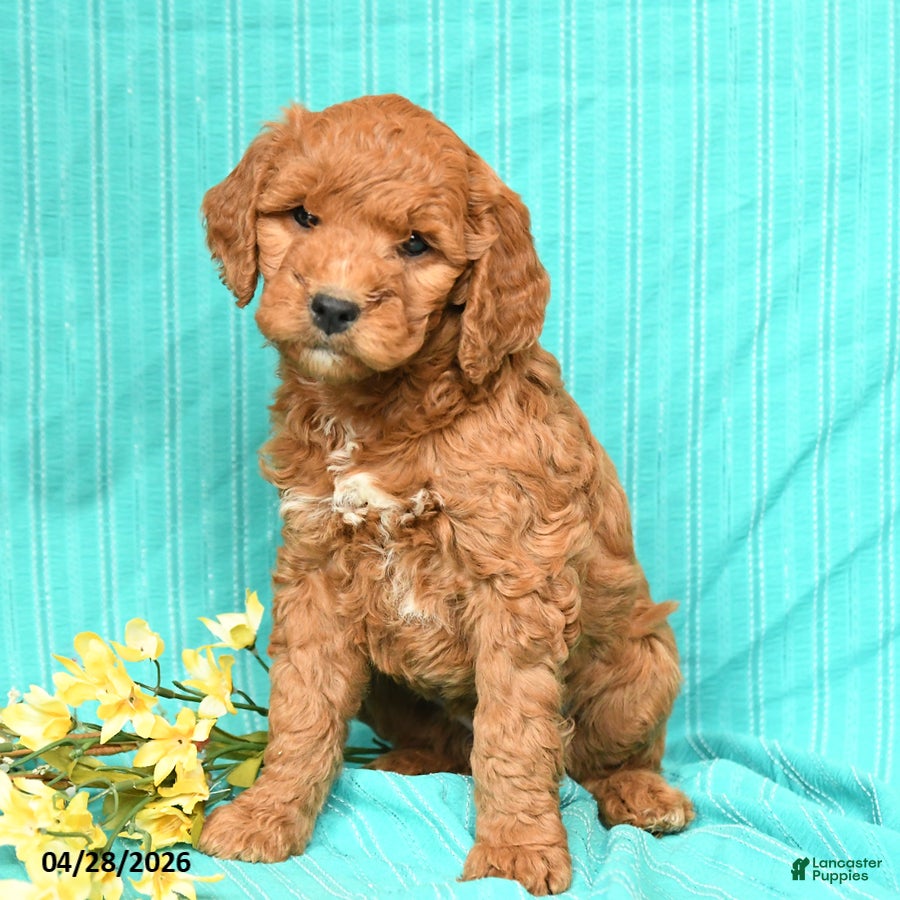 Goldendoodle dogs Rosie - Ad 2