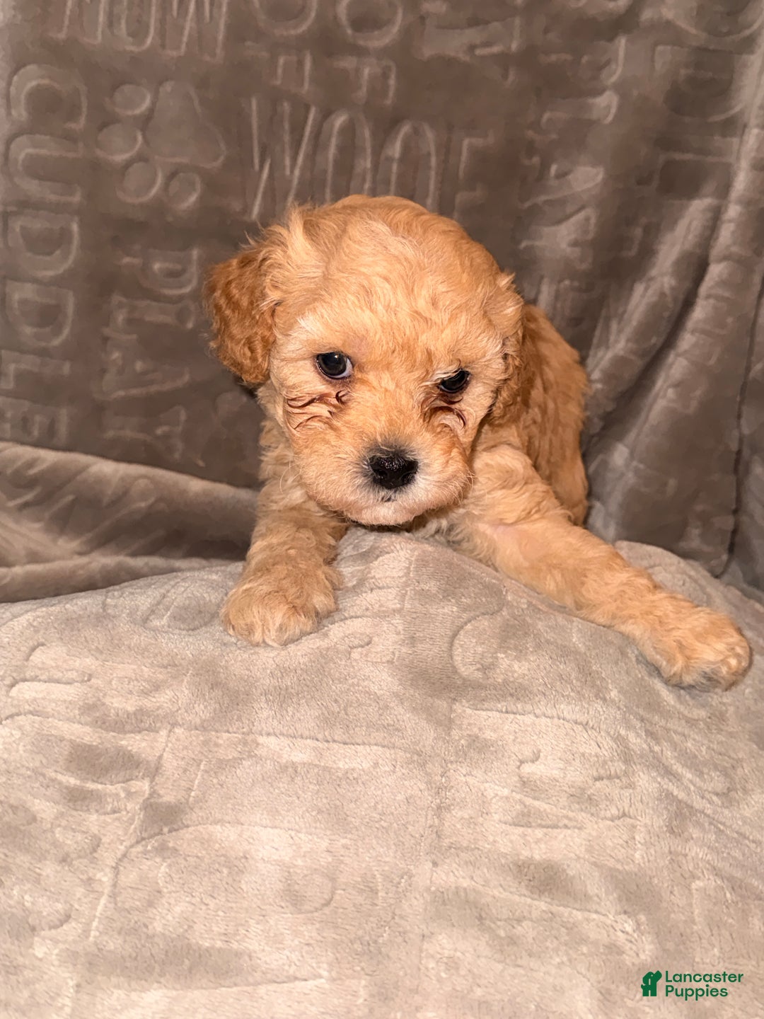 Cavapoo dogs for sale: Tiny - Ad 2
