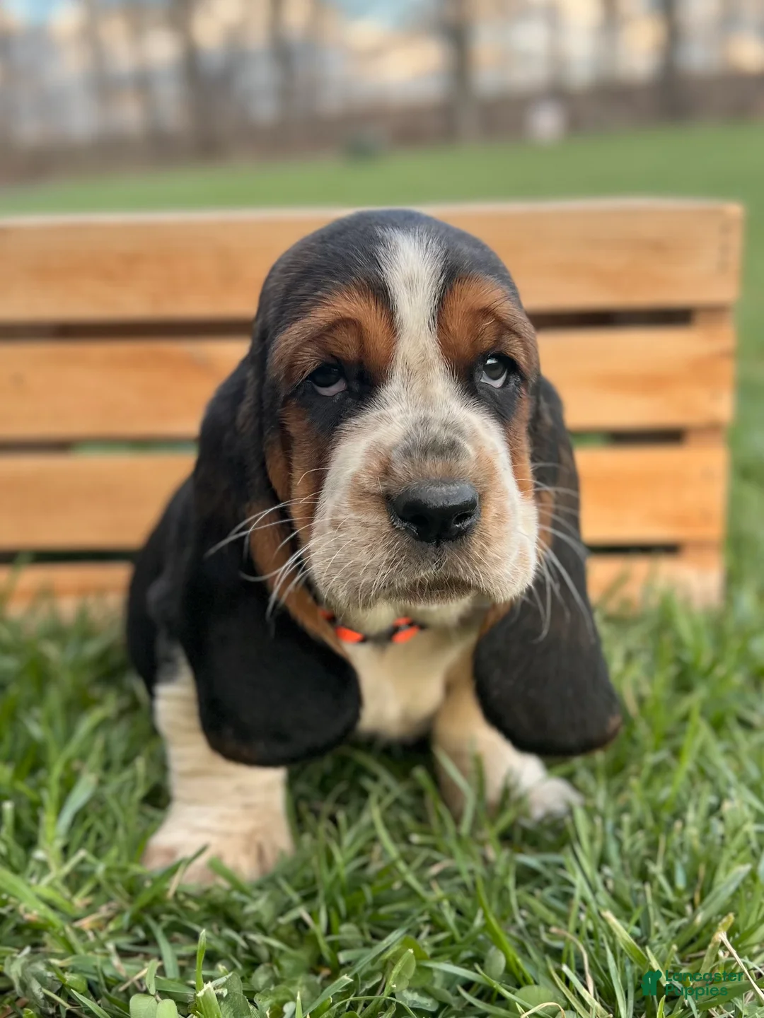 Basset Hound dogs for sale: Oliver - Ad 2