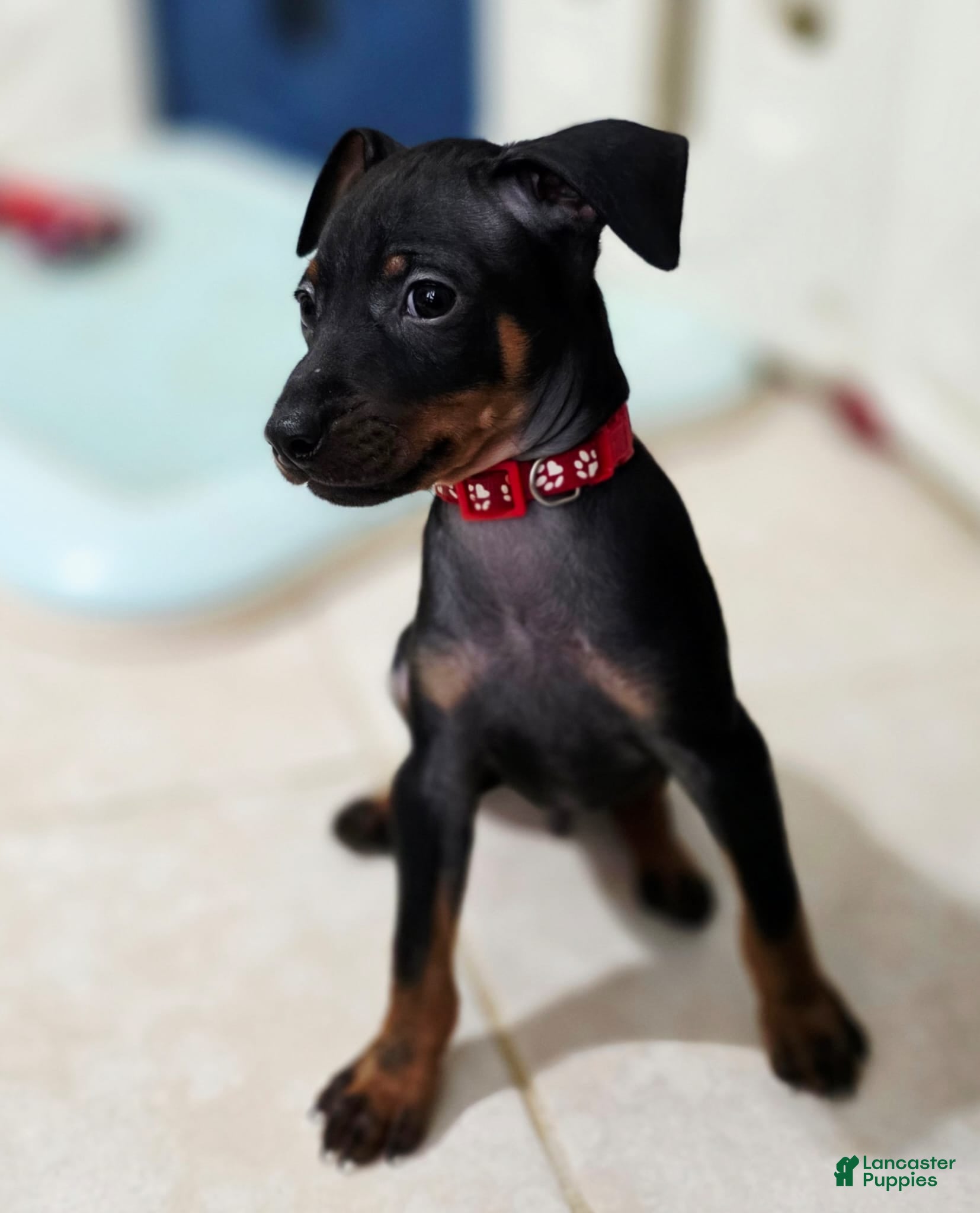 Miniature Pinscher dogs for sale: Red - Ad 1