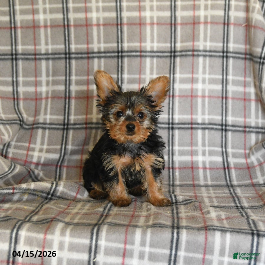Yorkshire Terrier dogs Iris - Ad 1