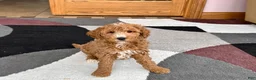 Cockapoo dogs for sale: Tim - Ad 4
