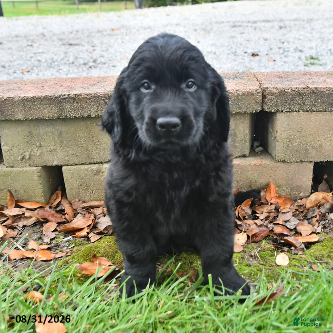 Labrador Retriever dogs for sale: Rambo - Ad 1