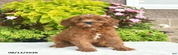 Cavapoo dogs for sale: Willow  - Ad 4