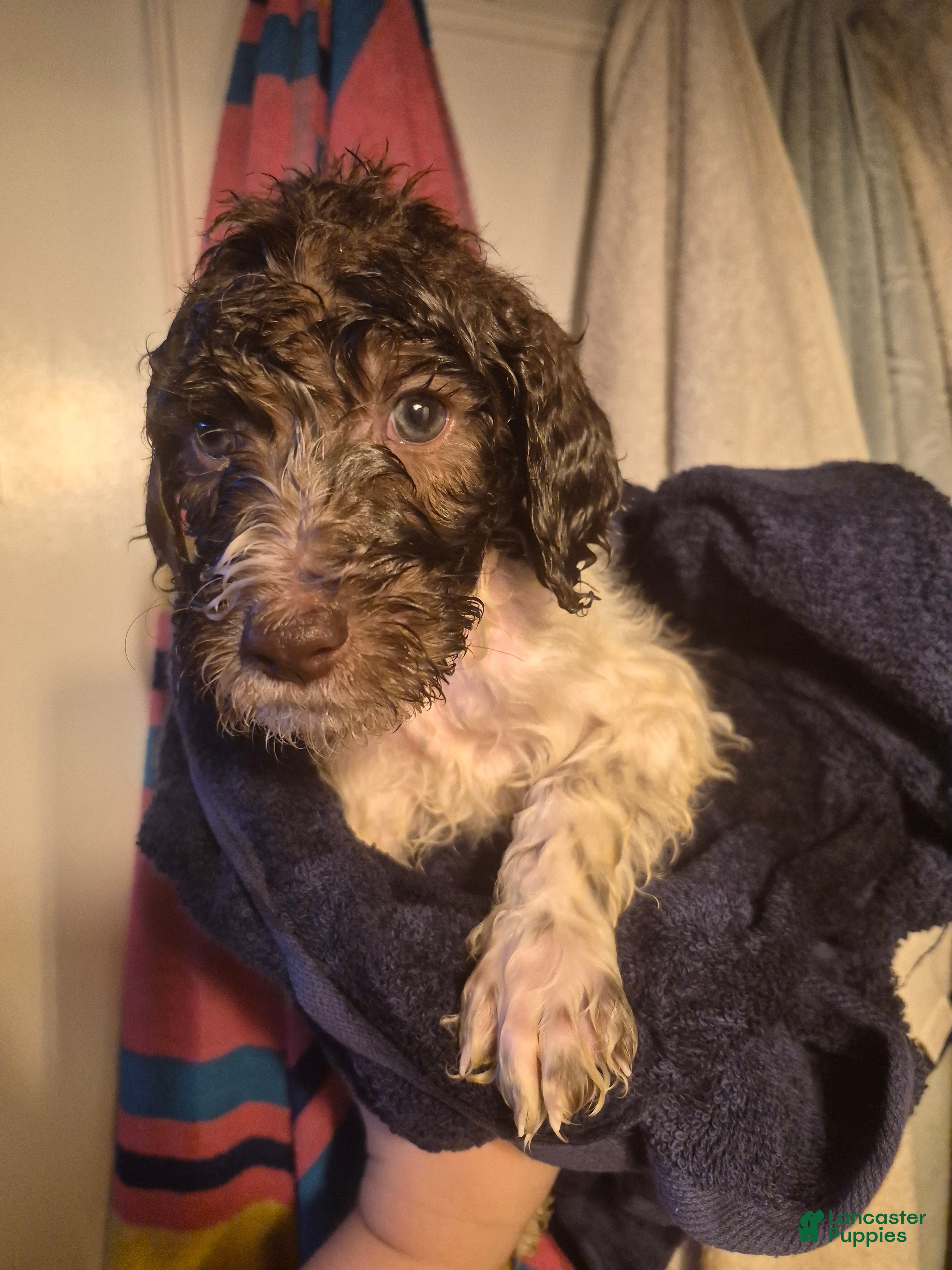 Labradoodle dogs *REDUCED* Goji - Ad 6