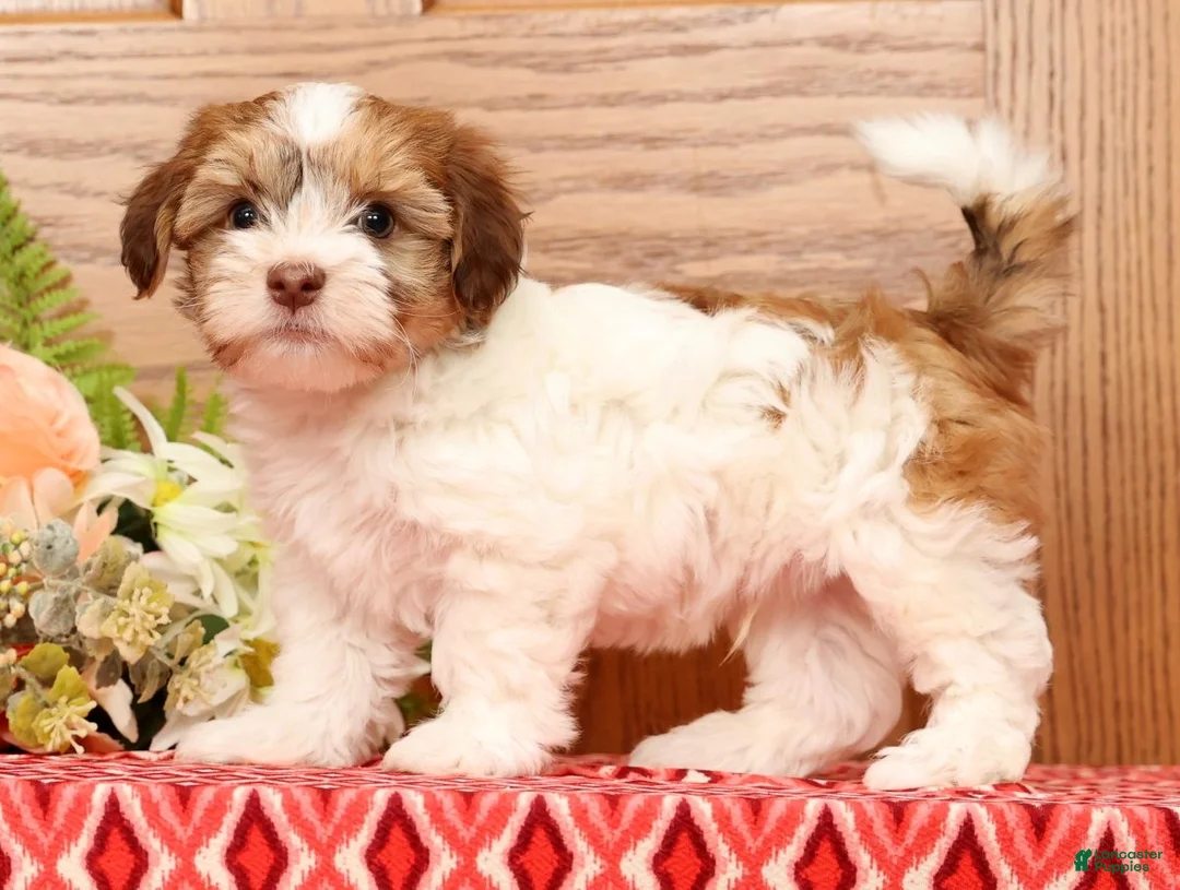 Gallery Image {{count}}