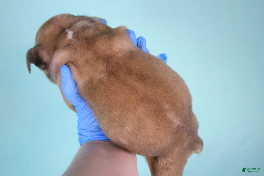 American Bully dogs for sale: Fawn Merle Male - Ad 3