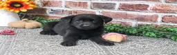 Labrador Retriever dogs for sale: Sapphire - Ad 3