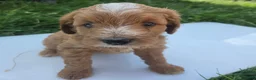 Cavapoo dogs for sale: Scout - Ad 7