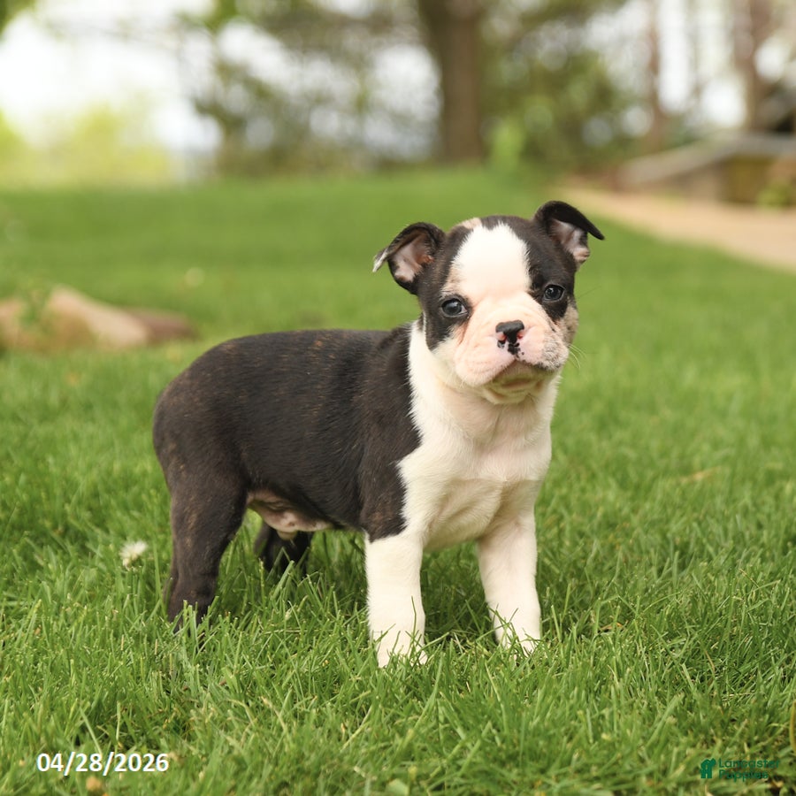Boston Terrier dogs Romeo - Ad 2