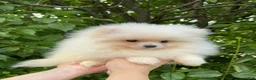 Pomeranian dogs for sale: Pomeranian Puppy Fluffy - Ad 2