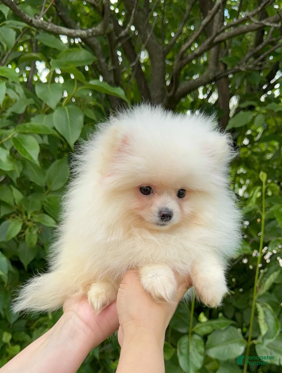 Pomeranian dogs for sale: Pomeranian Puppy Fluffy - Ad 2