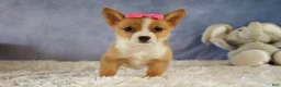 Welsh Corgi Pembroke dogs for sale: Yara ❤️ - Ad 6