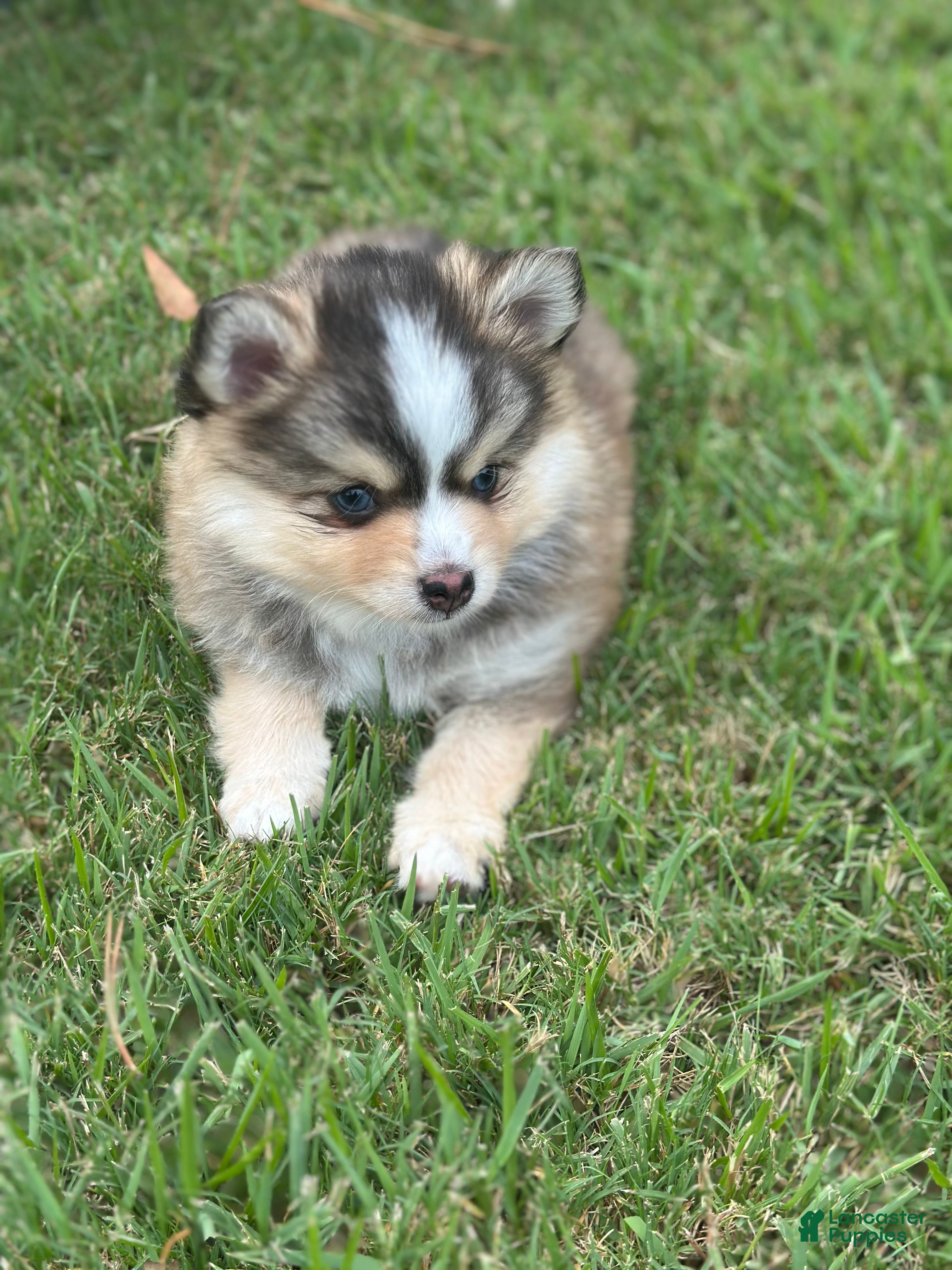 Pomsky dogs Axel - Ad 2