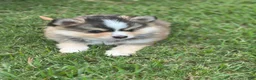 Pomsky dogs for sale: Axel - Ad 2