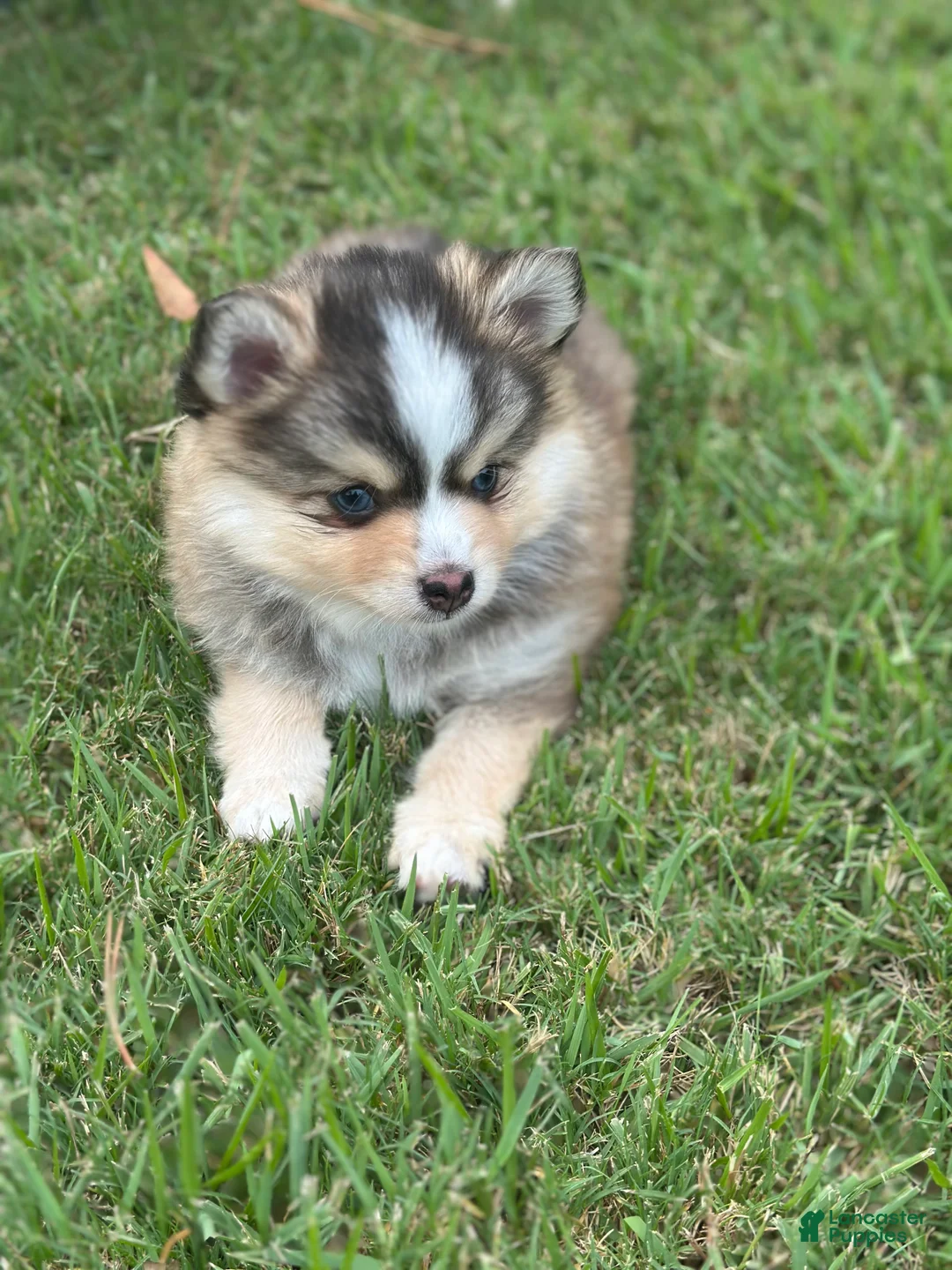 Pomsky dogs for sale: Axel - Ad 2