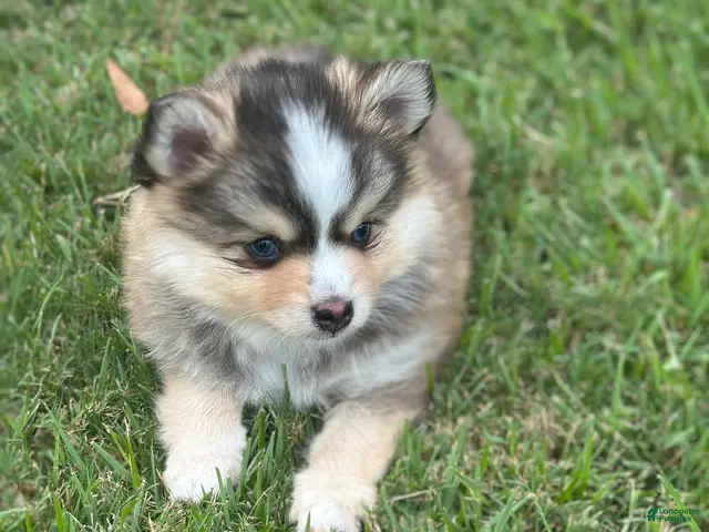 Pomsky dogs for sale: Axel - Ad 2