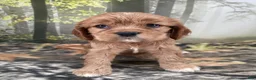 Cockalier dogs for sale: Cockalier 3 - Ad 5