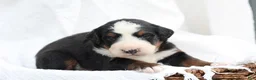 Bernedoodle dogs for sale: Milo - Ad 2