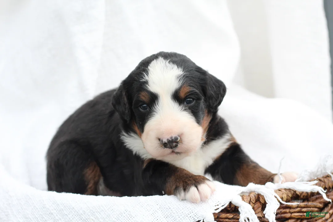 Bernedoodle dogs for sale: Milo - Ad 2