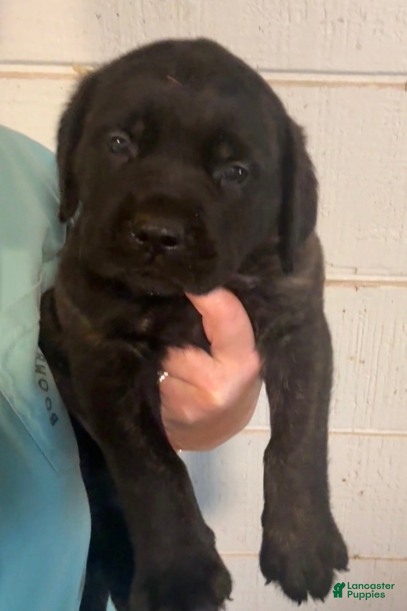 English Mastiff dogs English Mastiff Puppy 7 - Ad 1