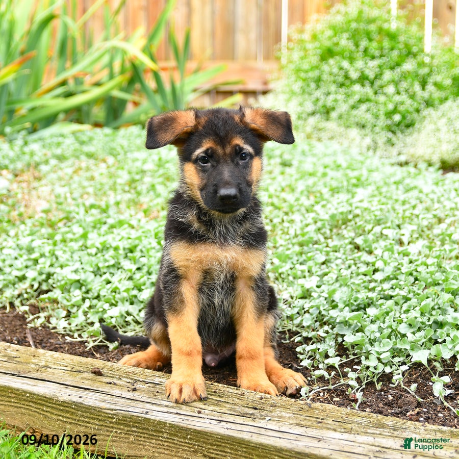 German Shepherd dogs Vinny - Ad 1