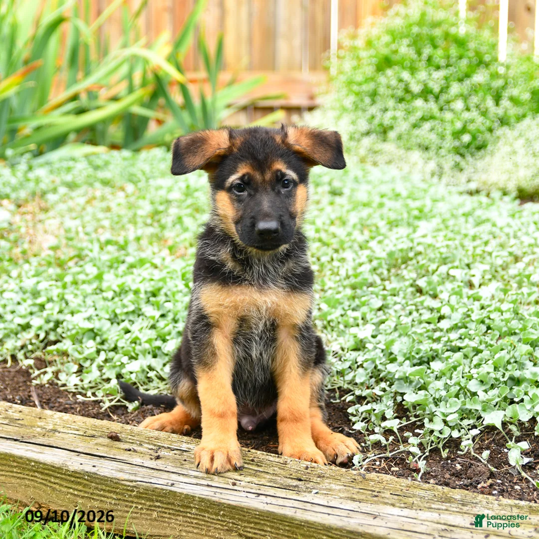 German Shepherd dogs for sale: Vinny - Ad 1
