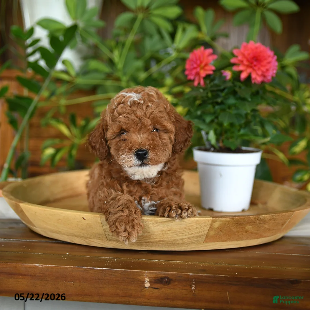 Miniature Poodle dogs for sale: Juno - Ad 5
