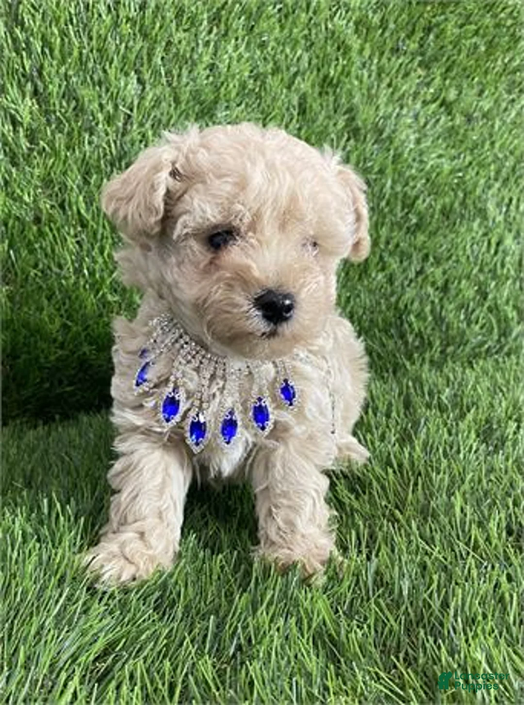 Toy Poodle dogs for sale: Toy Poodle Puppy 1 - Ad 1