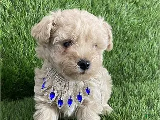 Toy Poodle dogs for sale: Toy Poodle Puppy 1 - Ad 2