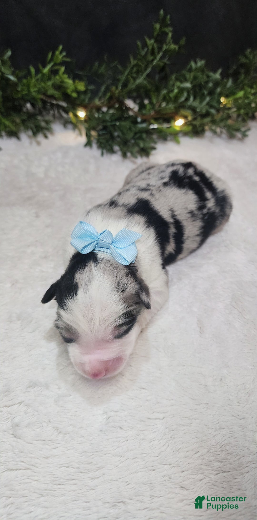 Miniature Australian Shepherd dogs for sale: Charlie  - Ad 2