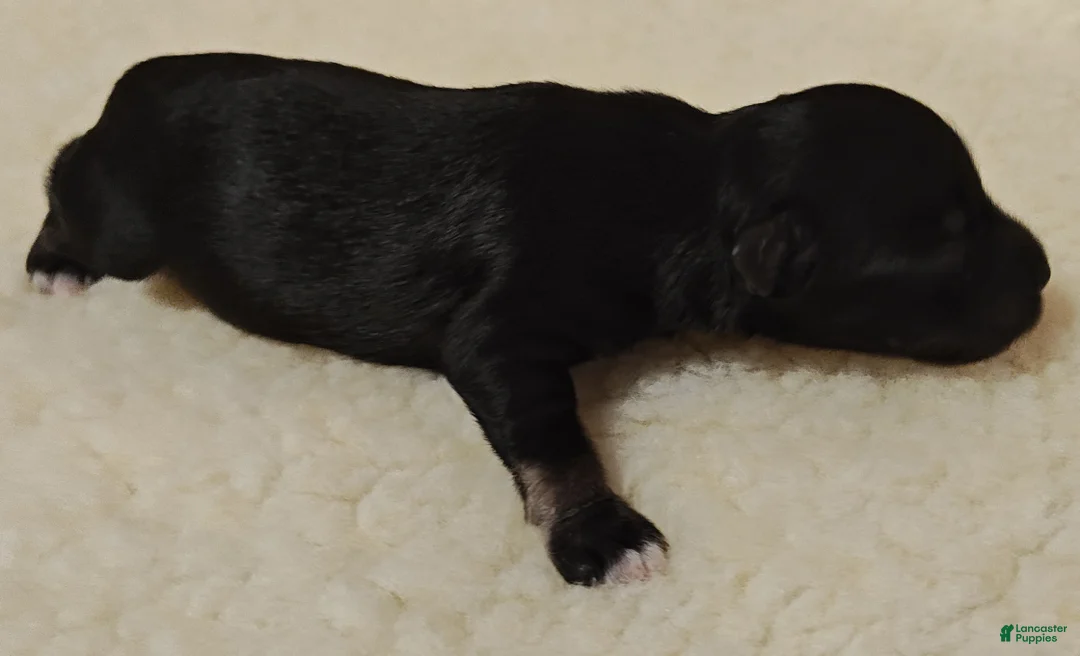 Miniature Schnauzer dogs for sale: Girl 2 - Ad 2