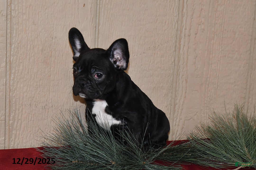 French Bulldog dogs for sale: Rosie - Ad 3