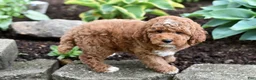 Miniature Poodle dogs for sale: Buster - Ad 4