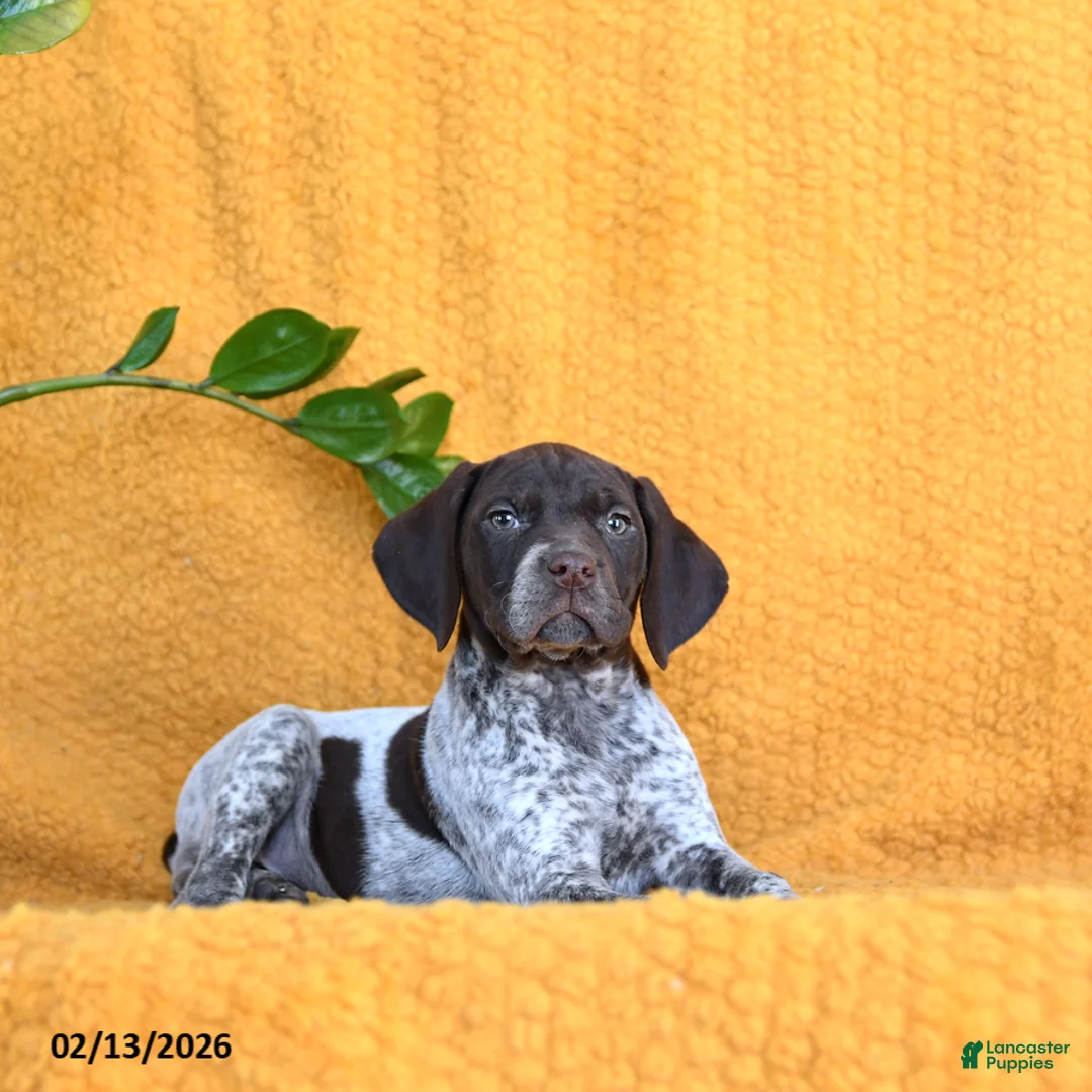 German Shorthaired Pointer dogs for sale: Bunny - Ad 3