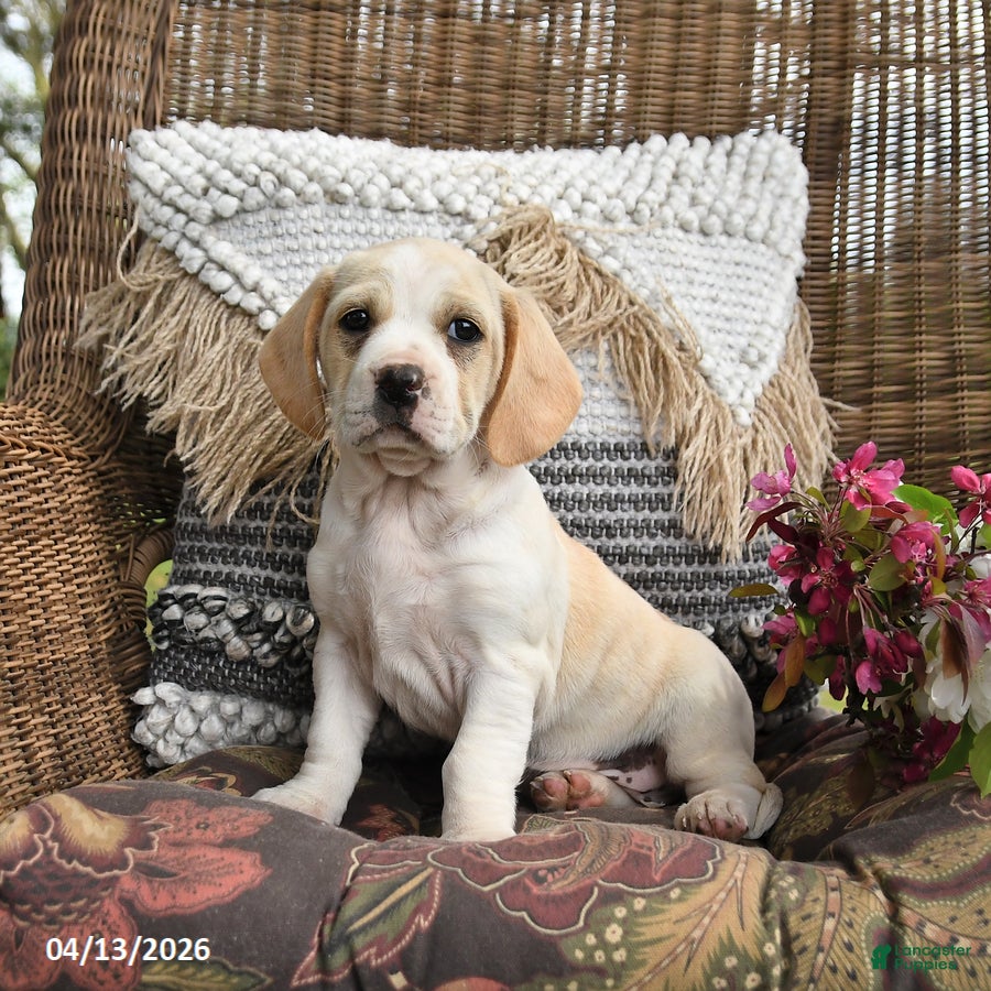 Mixed Breed dogs Peaches - Ad 1