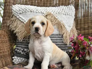 Mixed Breed dogs for sale: Peaches - Ad 3