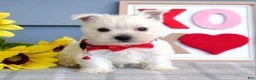 West Highland Terrier dogs for sale: Bella - Ad 8